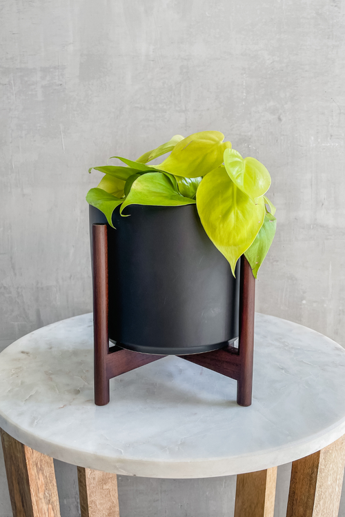 Philodendron 'Lemon Lime'