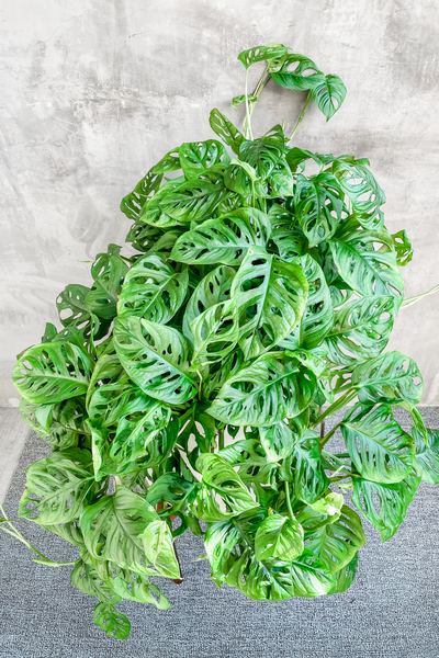 swiss cheese plant adansonii Monstera Adansonii 'Swiss Cheese Plant' – ECOVIBE