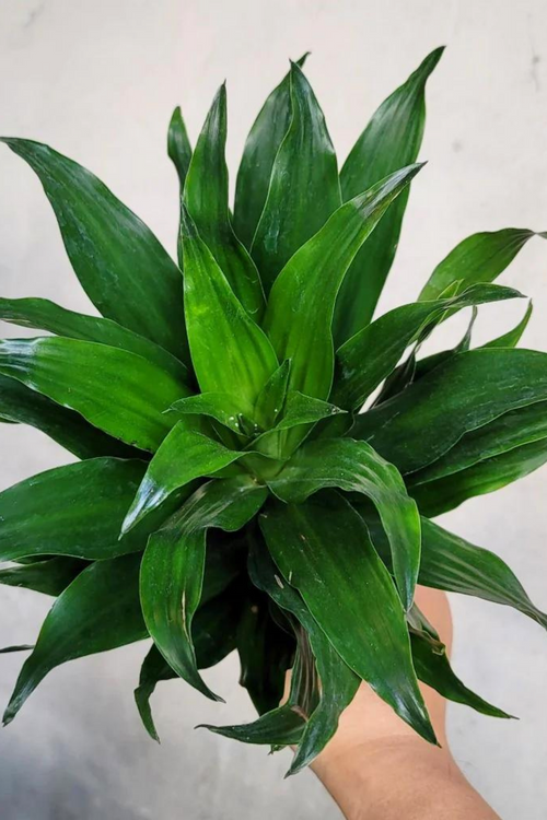 Dracaena 'JC Compacta'