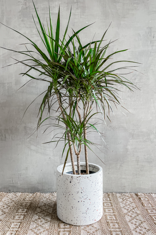 Polyrazo Cylinder Pot