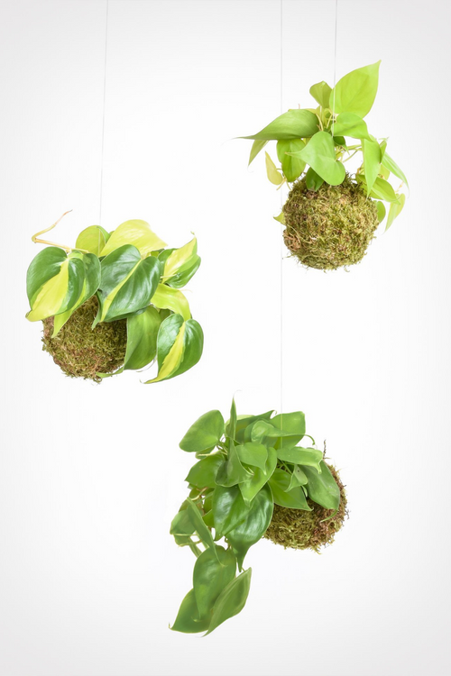 Hanging Kokedama Plant