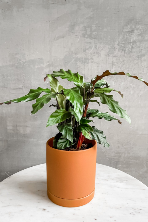 Romey Pot + Saucer in Terracotta