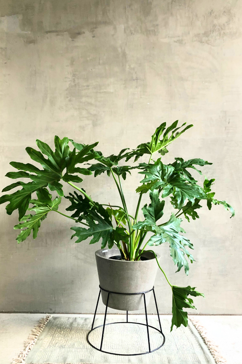 Philodendron 'Selloum'