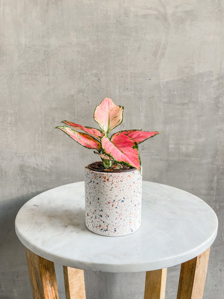 terrazzo plant pot White Terrazzo Pot – ECOVIBE