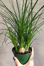 4 of 4:Beaucarnea 'Ponytail Palm'
