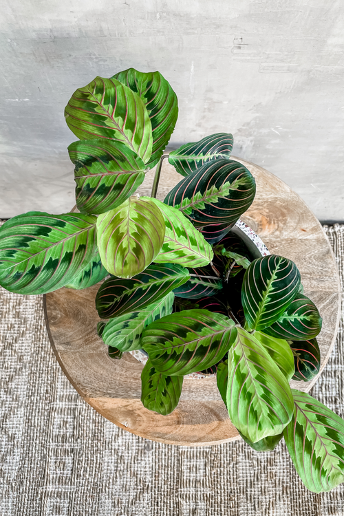 Maranta leuconeura 'Red Prayer Plant'