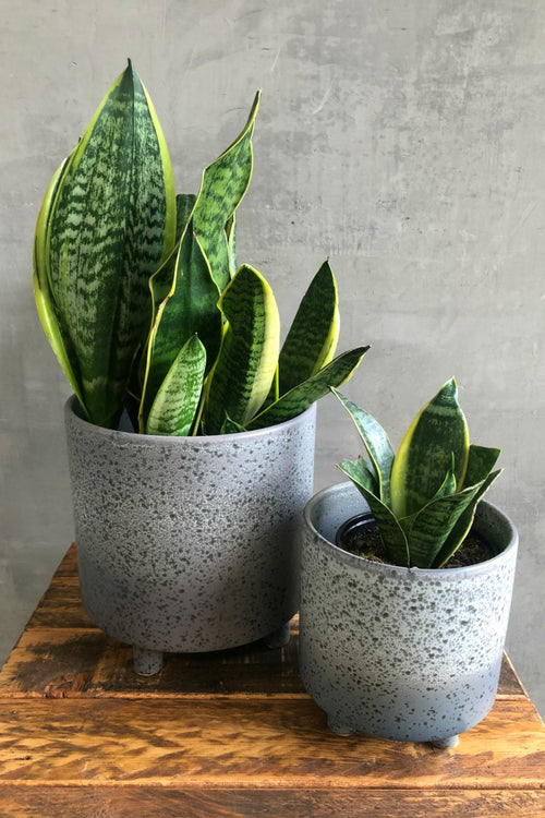 Sansevieria 'Robusta'