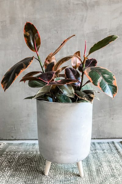 ruby plant indoor Ficus 'Elastica Ruby' – ECOVIBE