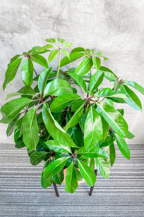Schefflera 'Amate'