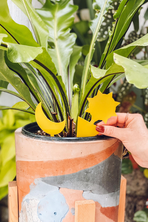 Houseplant Sticky Traps