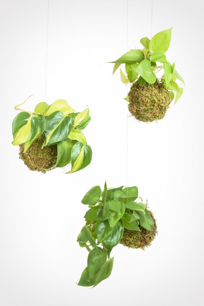 preserved hanging plants Preserved Moss Kokedama Vessel – ECOVIBE