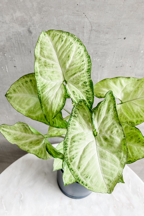 Syngonium 'Arrowhead Plant'