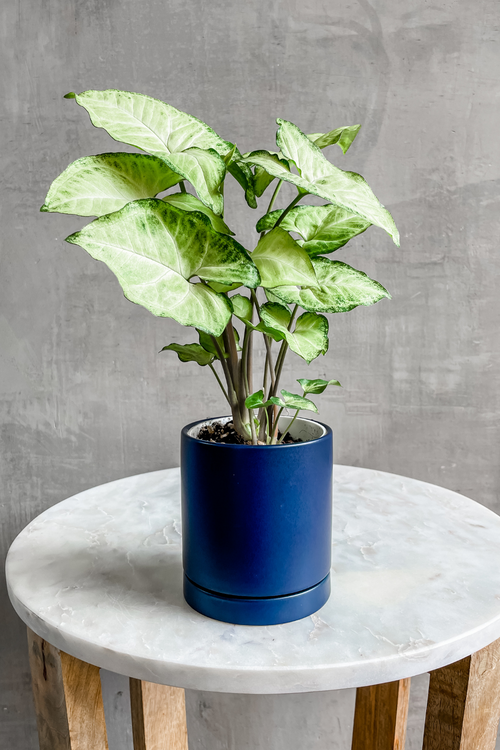 Syngonium 'Arrowhead Plant'