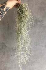 3 of 3:Tillandsia 'Usneoides Silver Sage' Spanish Moss