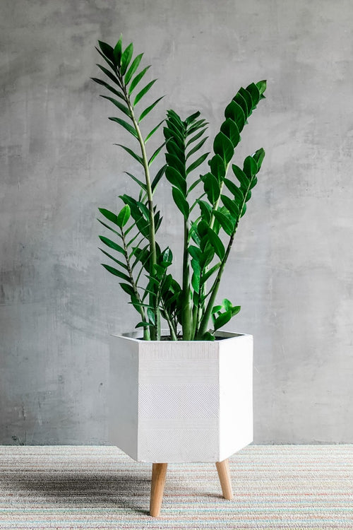 Zamioculcas Zamiifolia 'ZZ Plant'