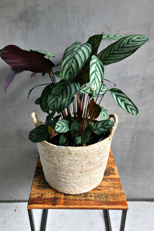 Ctenanthe 'Setosa'
