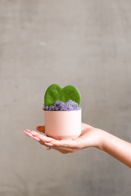 Valentine Potted Up Plant