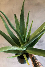 3 of 3:Aloe 'Vera'