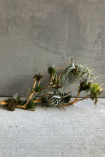 5 of 10:Air Plant Mount