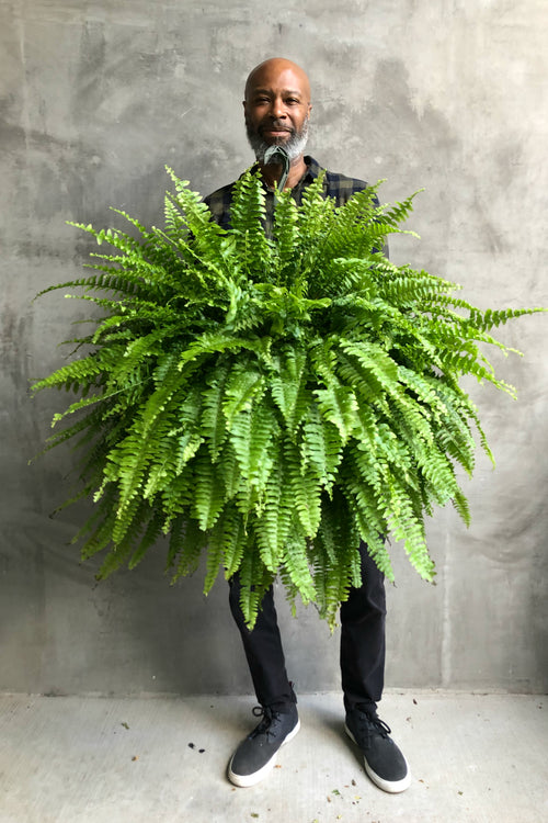 Nephrolepis 'Boston Fern'