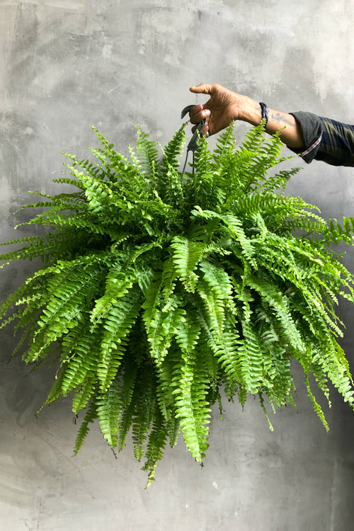 Nephrolepis 'Boston Fern'