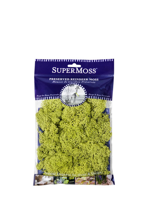 Reindeer Moss Preserved, Chartreuse