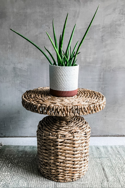 Sansevieria Mikado 'Fernwood'