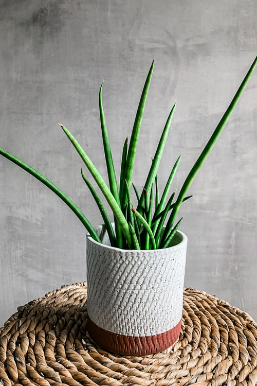 Sansevieria Mikado 'Fernwood'