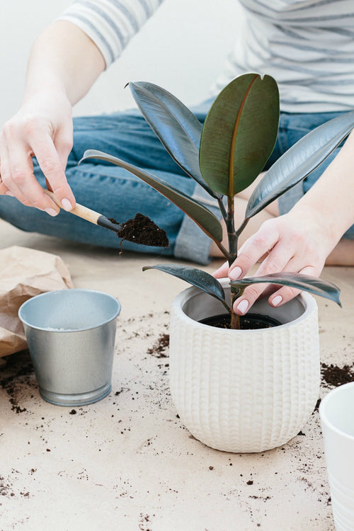 Plant Potting Service