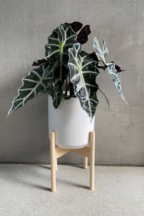 Alocasia 'Amazonica Polly'