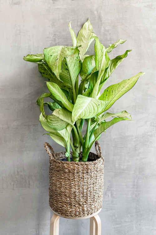 Dieffenbachia 'Camouflage'