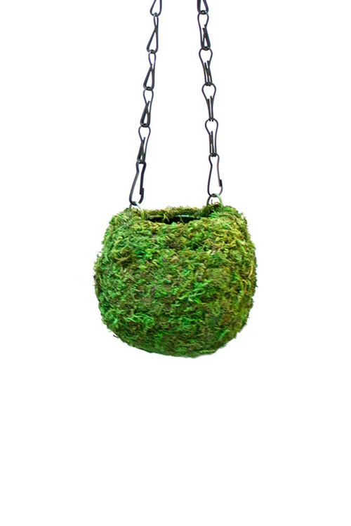 Preserved Moss Kokedama Vessel