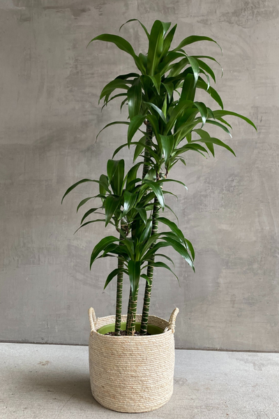 Dracaena 'Lisa' – ECOVIBE