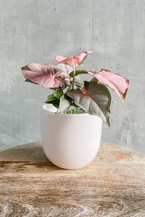 Syngonium 'Pink Arrowhead'