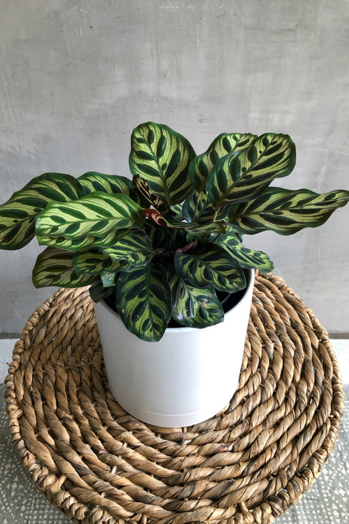 Calathea 'Makoyana'