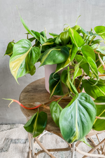 2 of 2:Philodendron 'Brasil'
