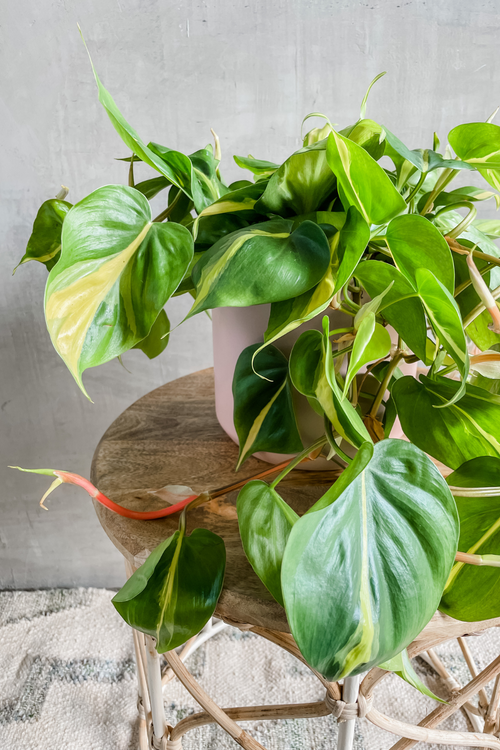 Philodendron 'Brasil'