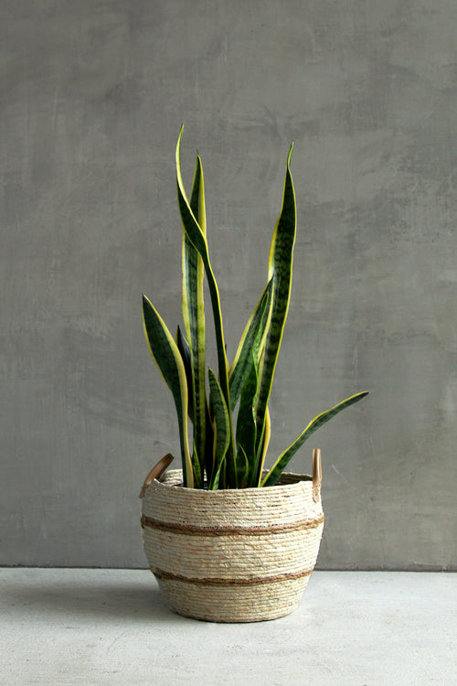 Sansevieria 'Laurentii'