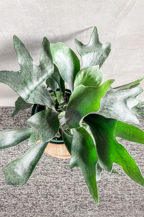 Platycerium 'Staghorn Fern'