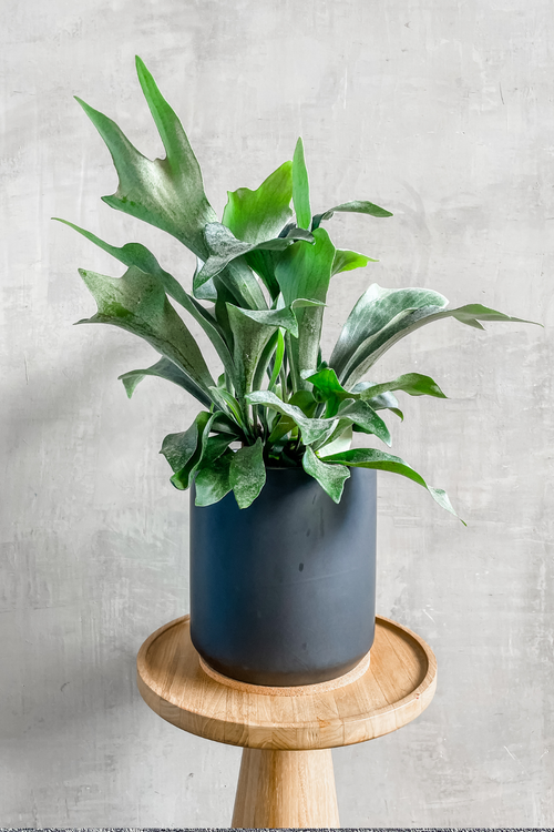 Platycerium 'Staghorn Fern'