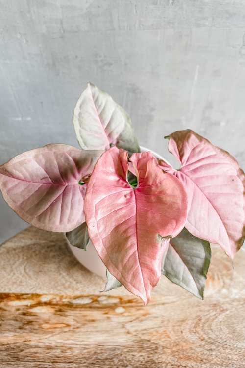 Syngonium 'Pink Arrowhead'