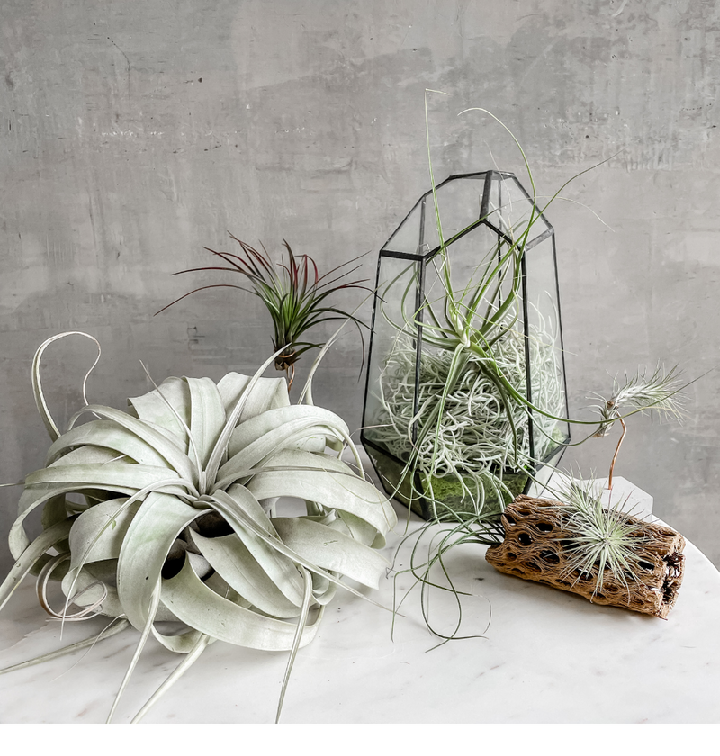 The Oregonian: Houseplant Gift Guide