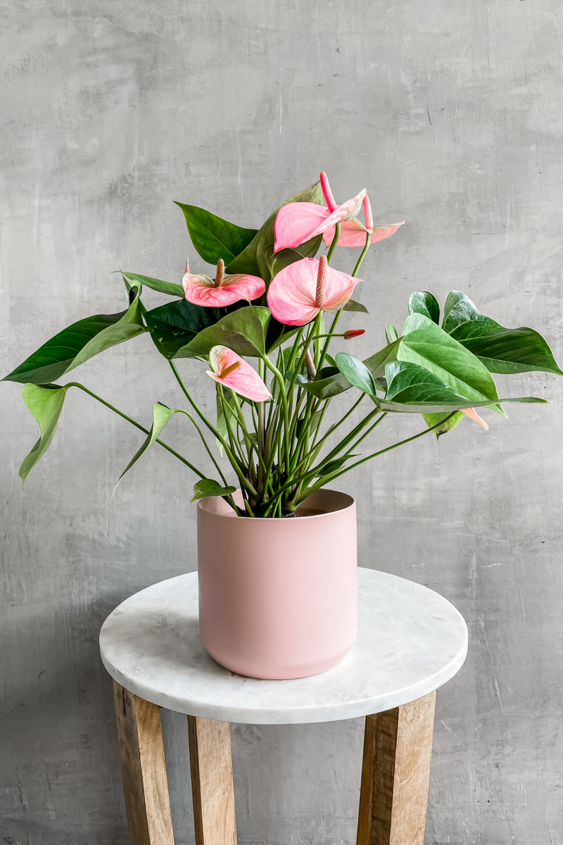 ECOVIBE Colorful Blooms, Fabulous Foliage Mother's Day Collection