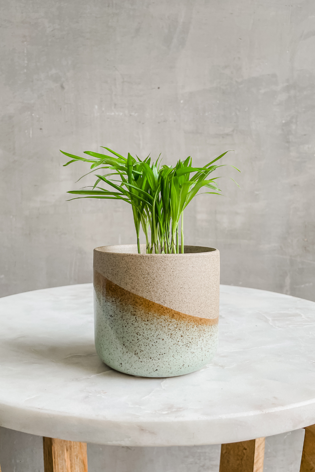 2 potted plants 2" Houseplants (Assorted Varieties) – ECOVIBE