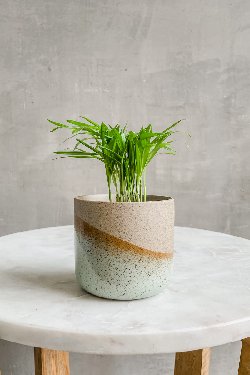 assorted potted plants 2" Houseplants (Assorted Varieties) – ECOVIBE
