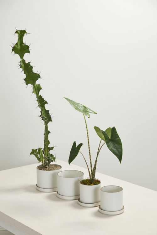 Author Pot + Saucer