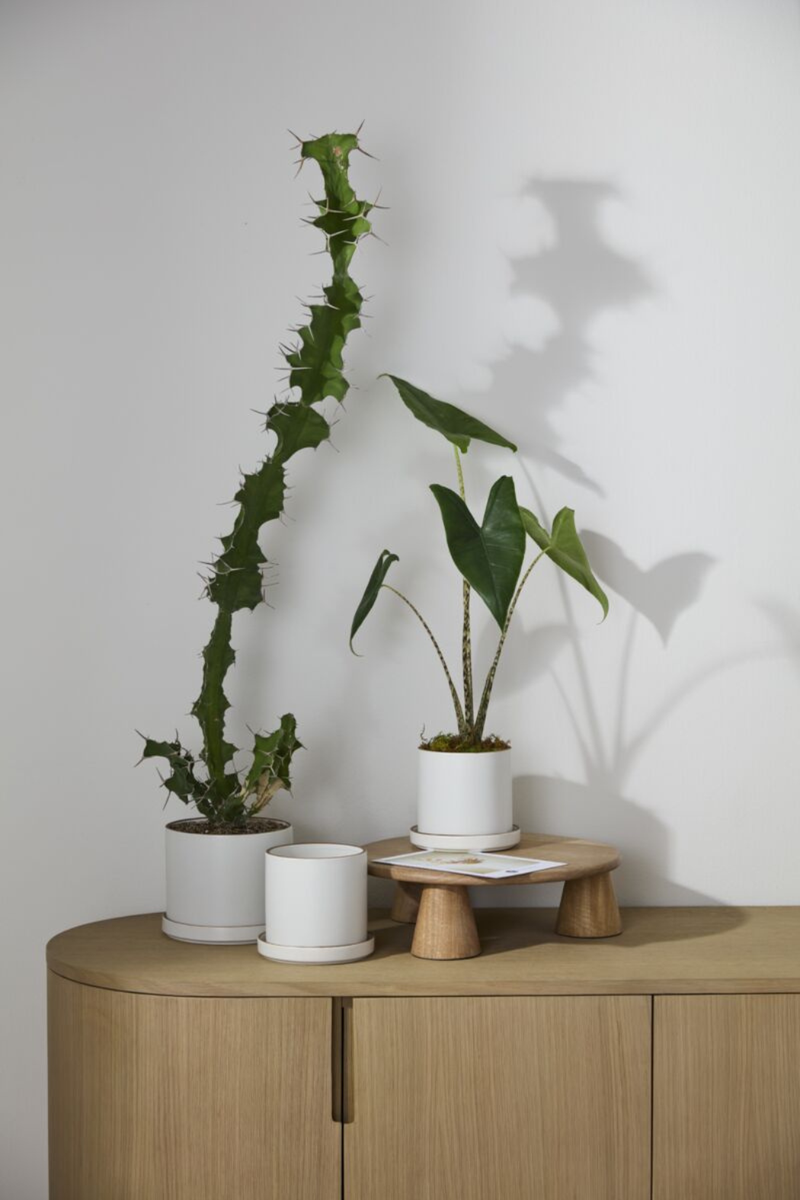 Accent-Decor-Author-Pot-and-Saucer