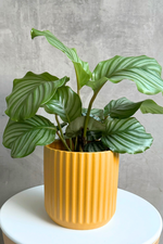 2 of 4:Beam Ceramic Pot in Mustard