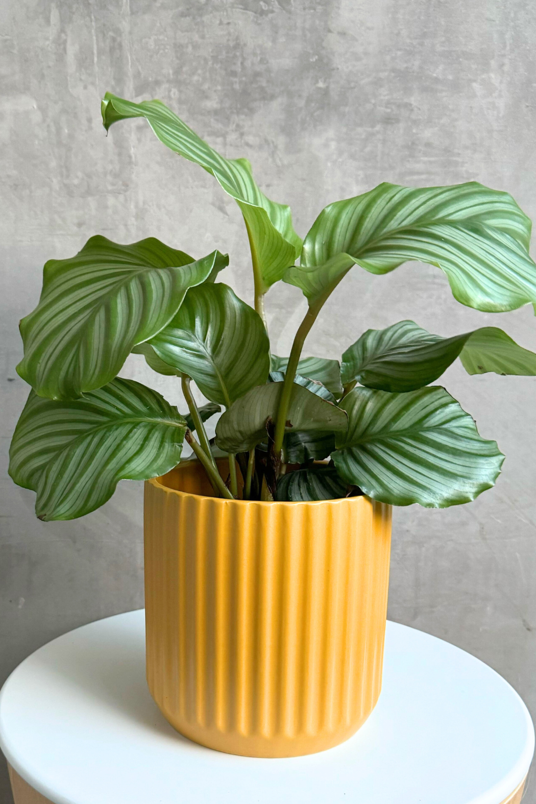 mustard indoor plant pot Beam Ceramic Pot in Mustard – ECOVIBE