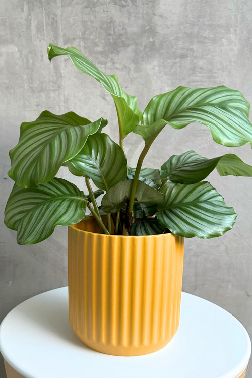 Beam Ceramic Pot in Mustard